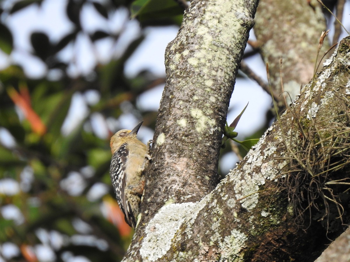 Red-crowned Woodpecker - ML453506561