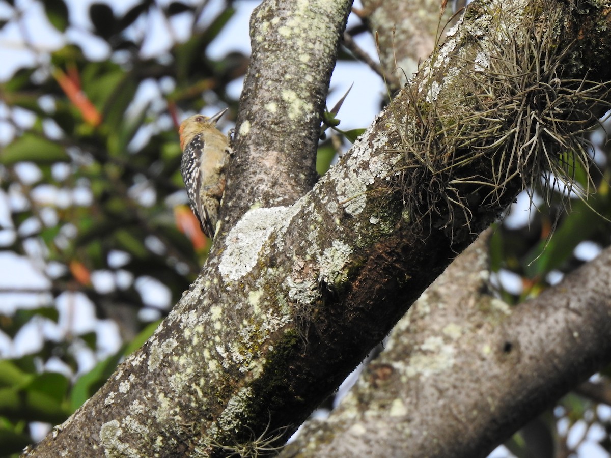 Red-crowned Woodpecker - ML453506571