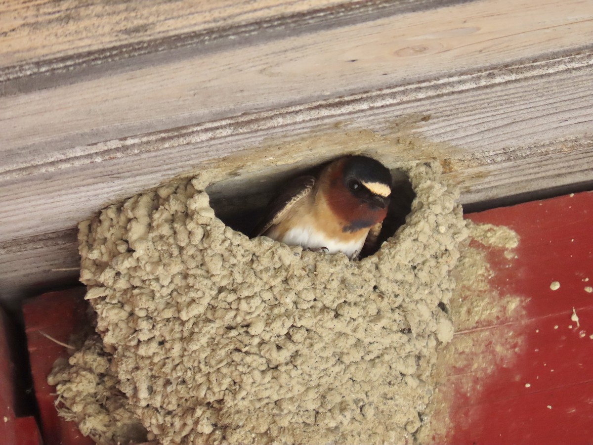 Cliff Swallow - ML453506591