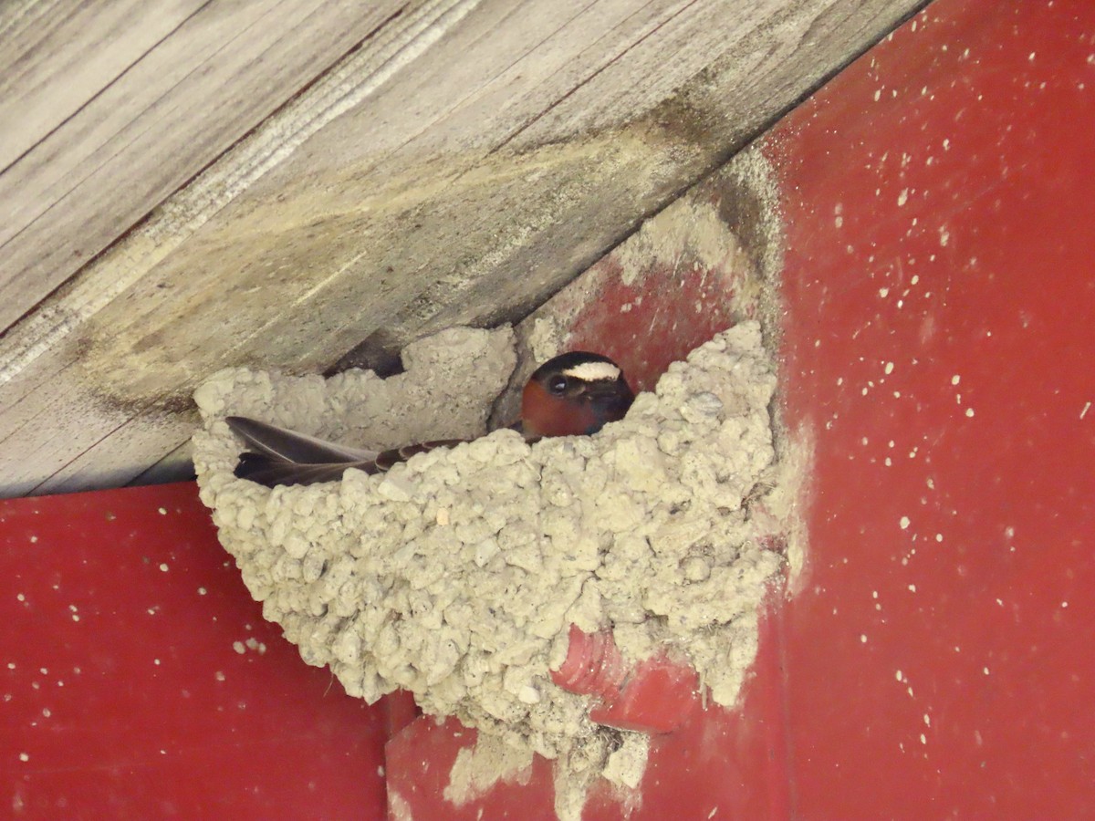 Cliff Swallow - ML453506611