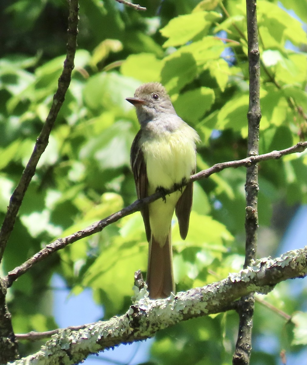 Great Crested Flycatcher - ML453507021