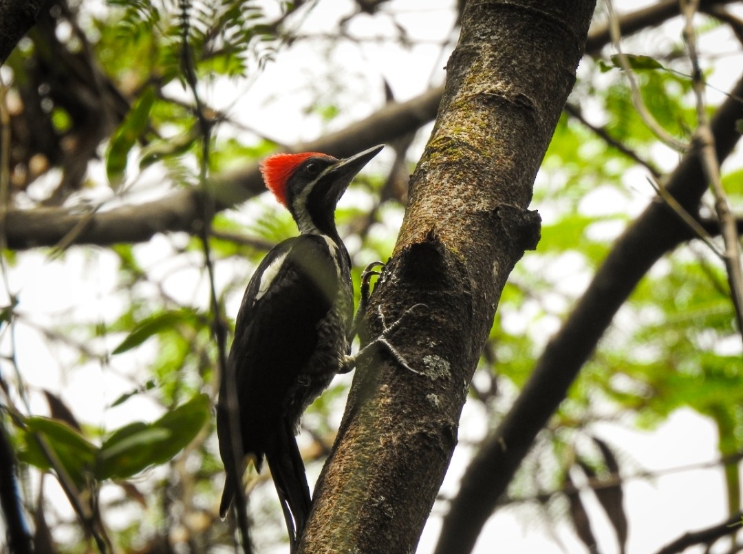 Lineated Woodpecker - ML453507031