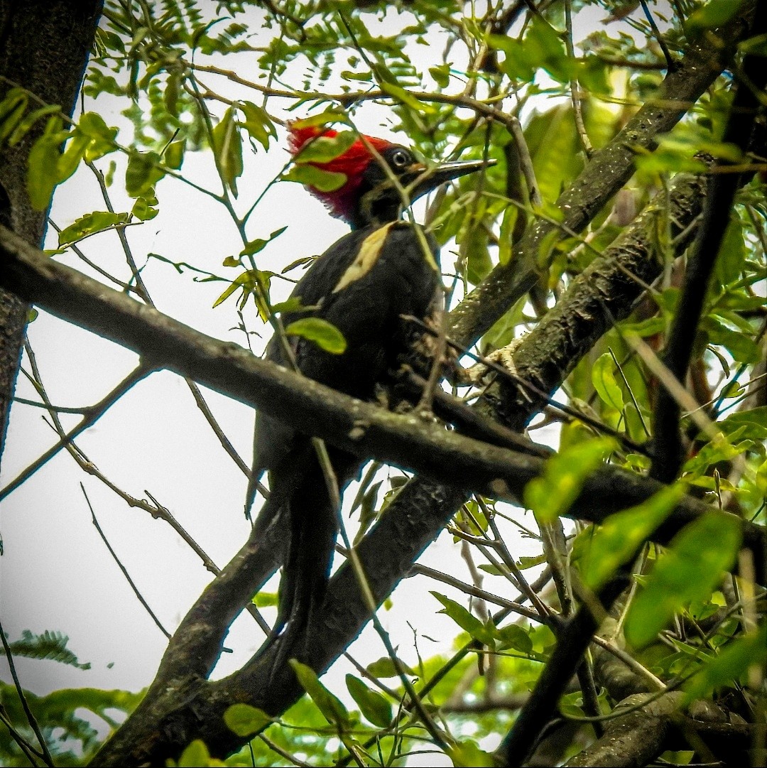 Lineated Woodpecker - ML453507041