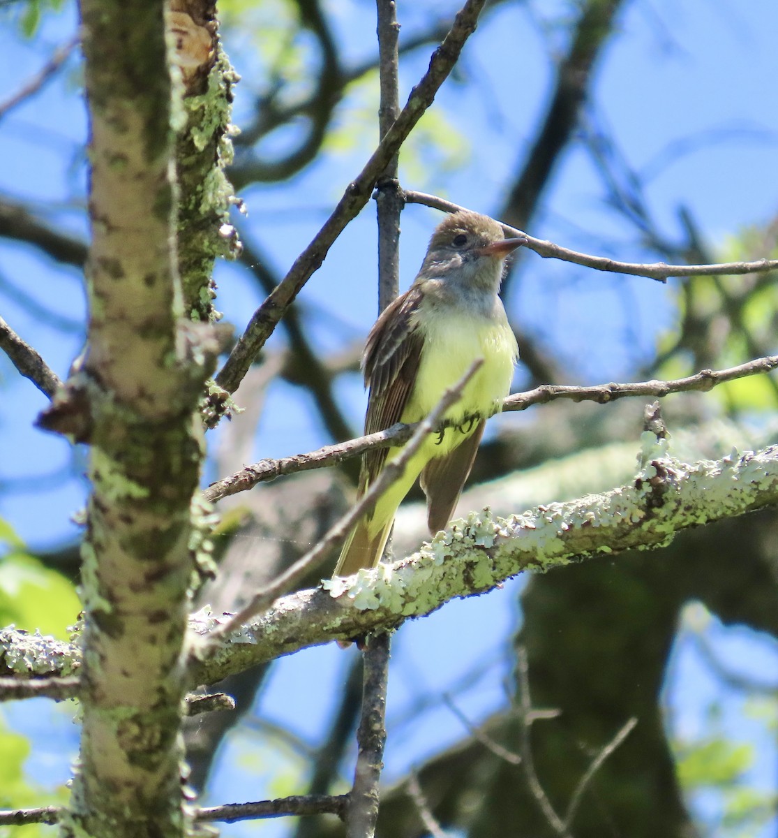Great Crested Flycatcher - ML453507061
