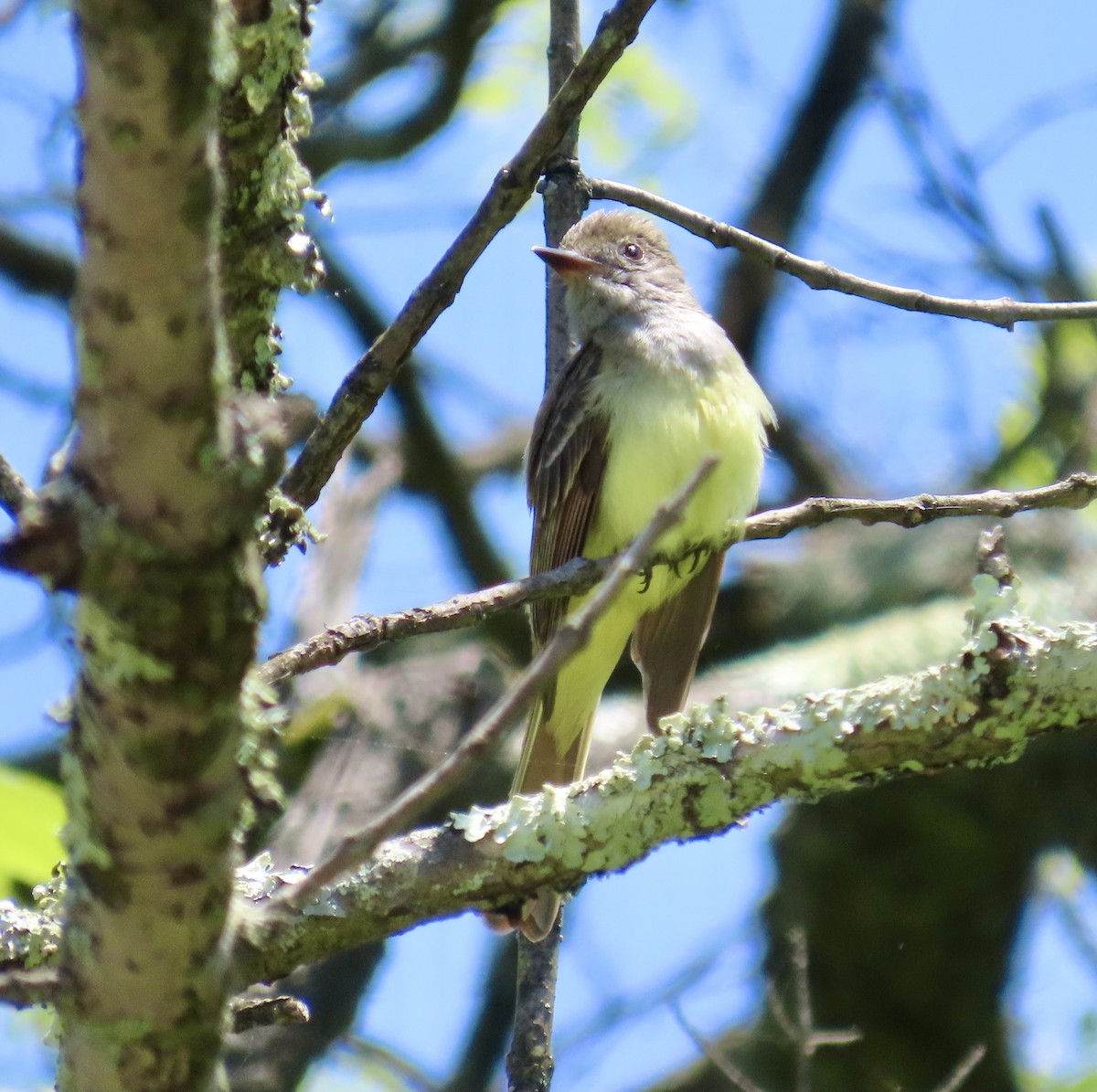 Great Crested Flycatcher - ML453507071