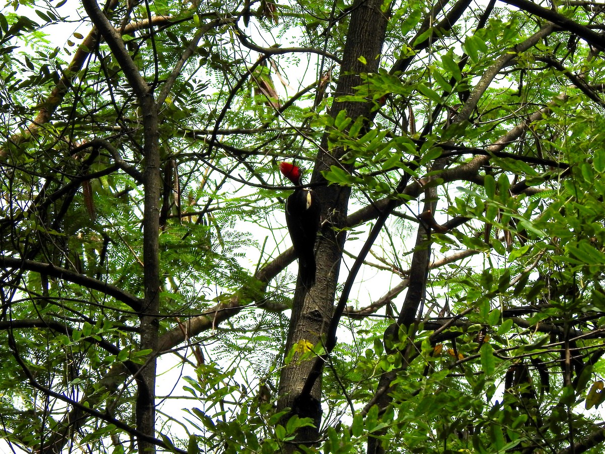 Lineated Woodpecker - ML453507201