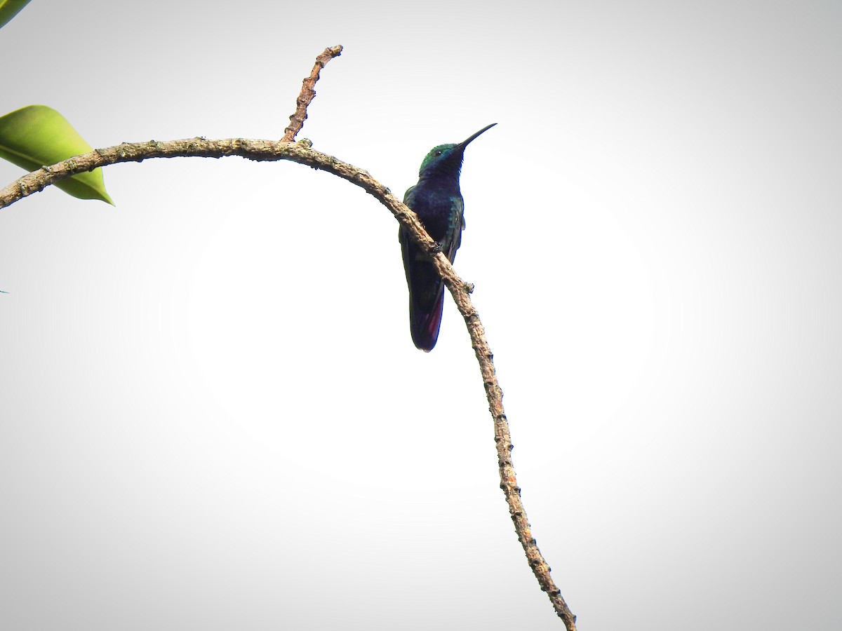 Black-throated Mango - ML453507601