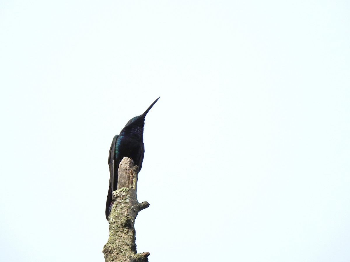 Black-throated Mango - ML453507611