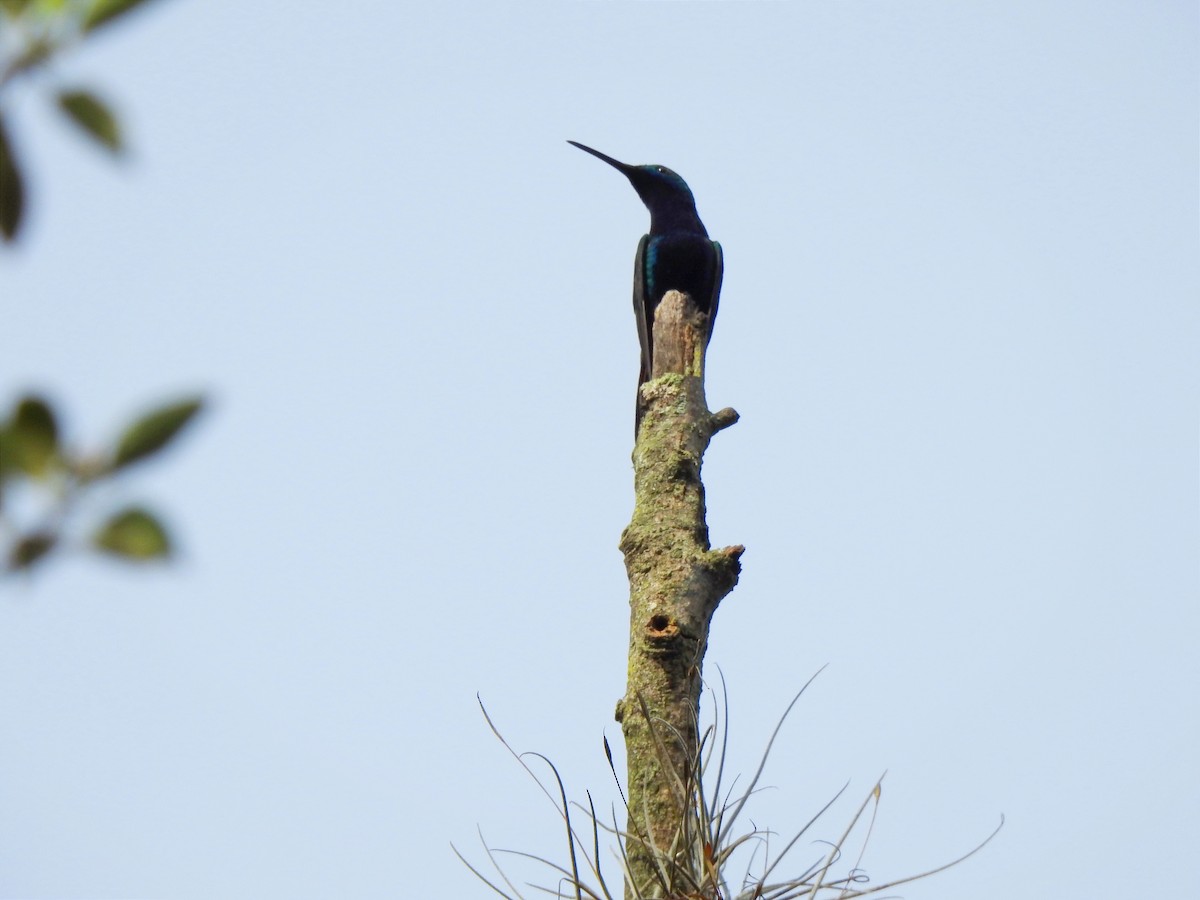 Black-throated Mango - ML453507621