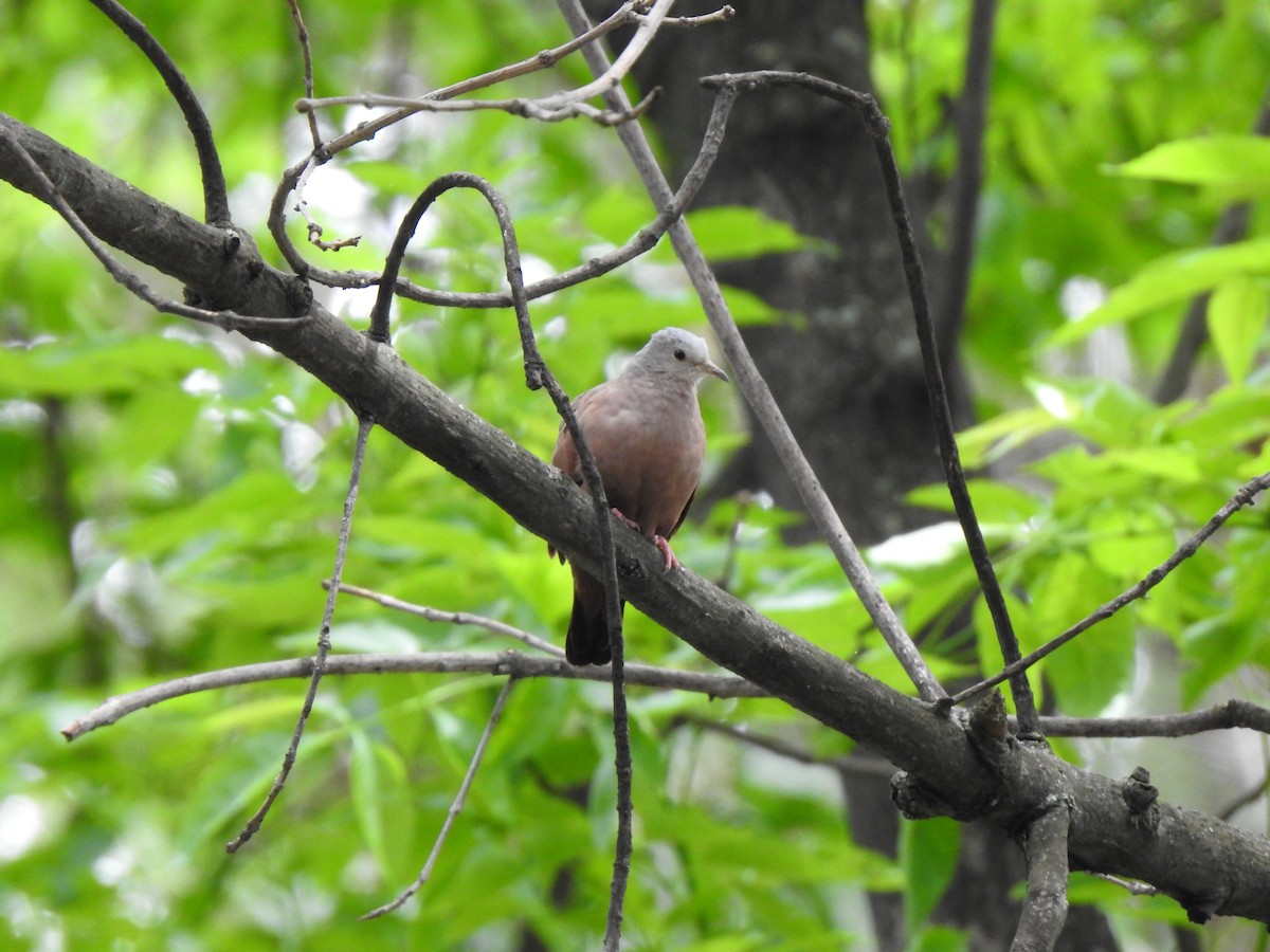 Ruddy Ground Dove - ML453507841