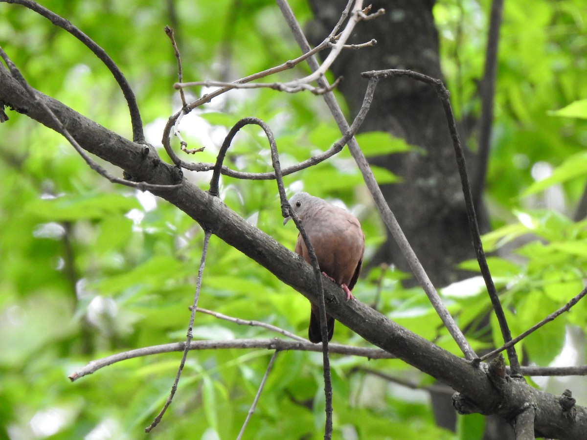 Ruddy Ground Dove - ML453507851