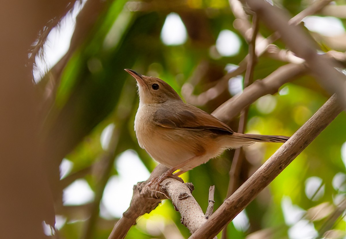 Rufous Cisticola - Chris Jones