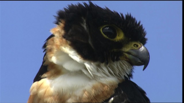 Orange-breasted Falcon - ML453508