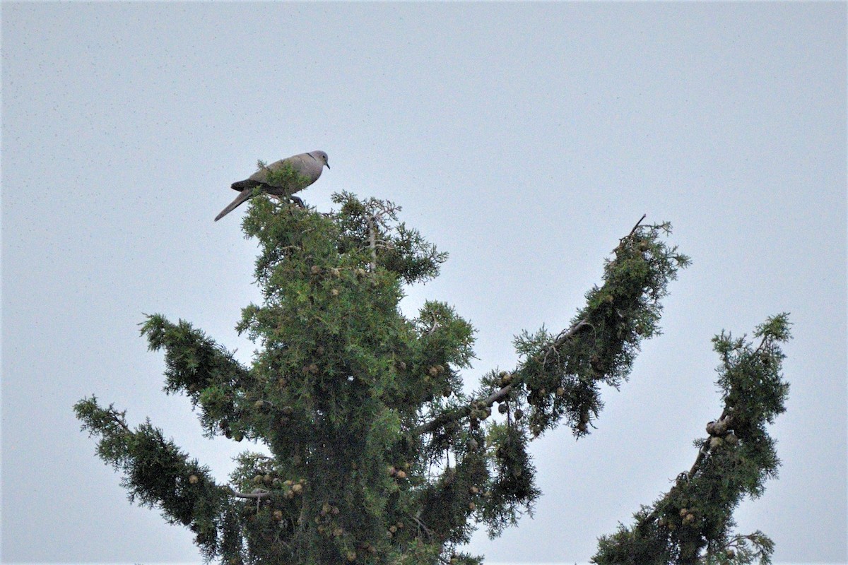 Eurasian Collared-Dove - ML453509001