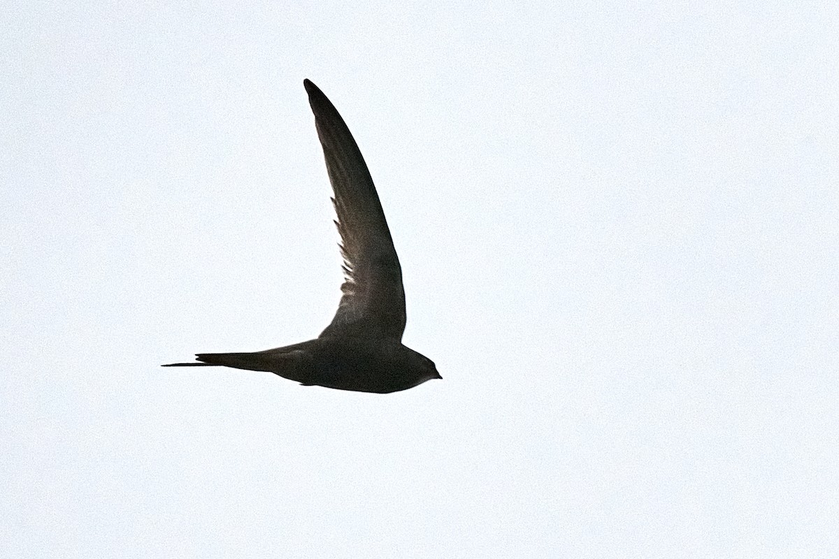 Common Swift - ML453509031