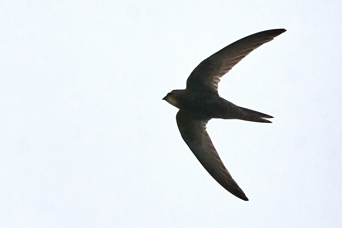 Common Swift - ML453509041