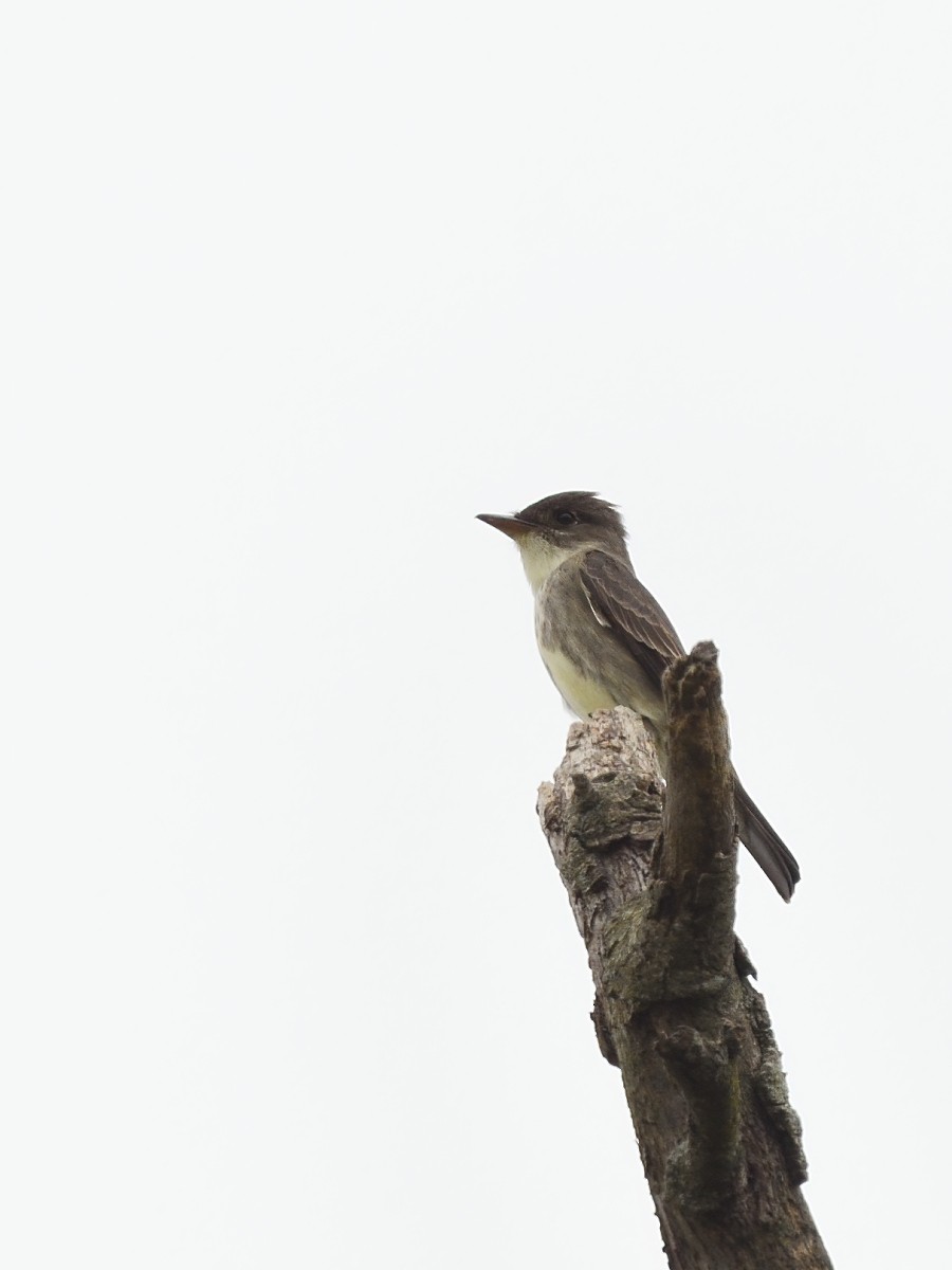 Olive-sided Flycatcher - Vern Wilkins 🦉