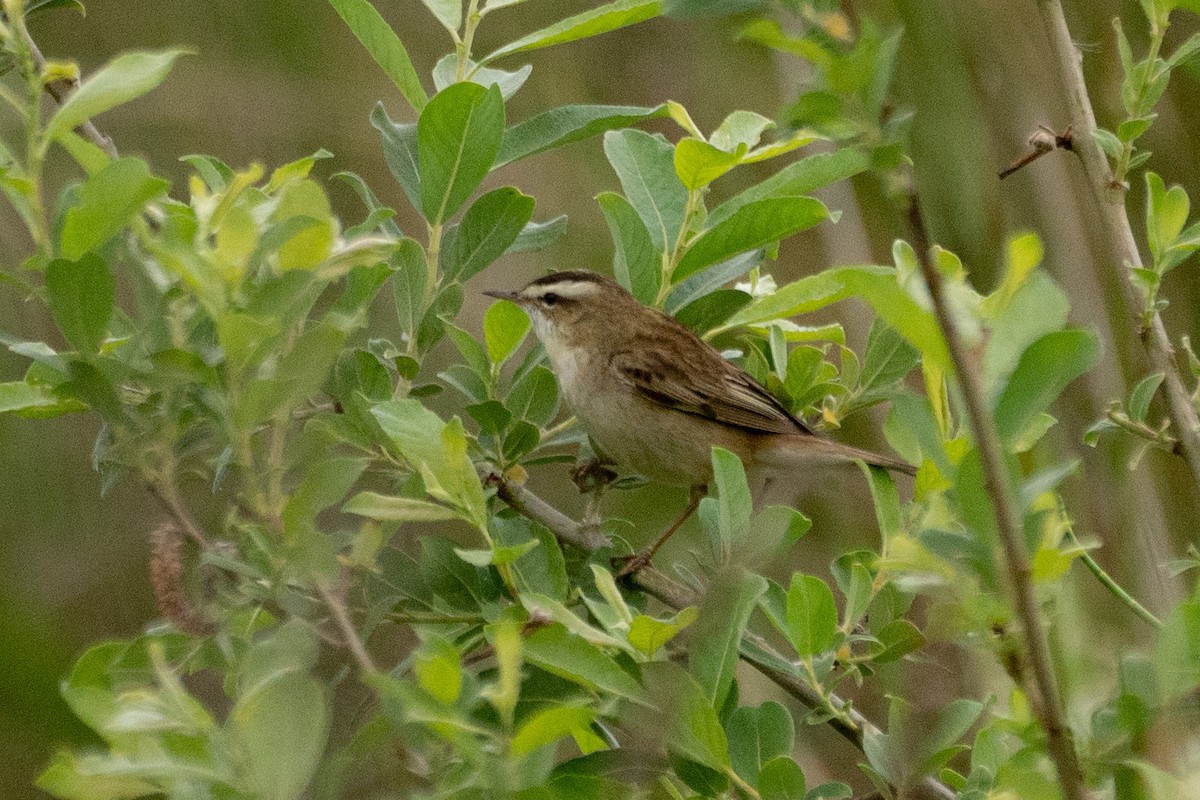 Sedge Warbler - ML453509821
