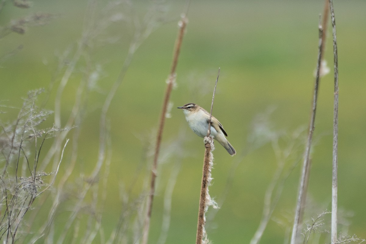 Sedge Warbler - ML453509841