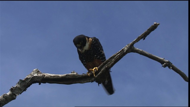 Orange-breasted Falcon - ML453510