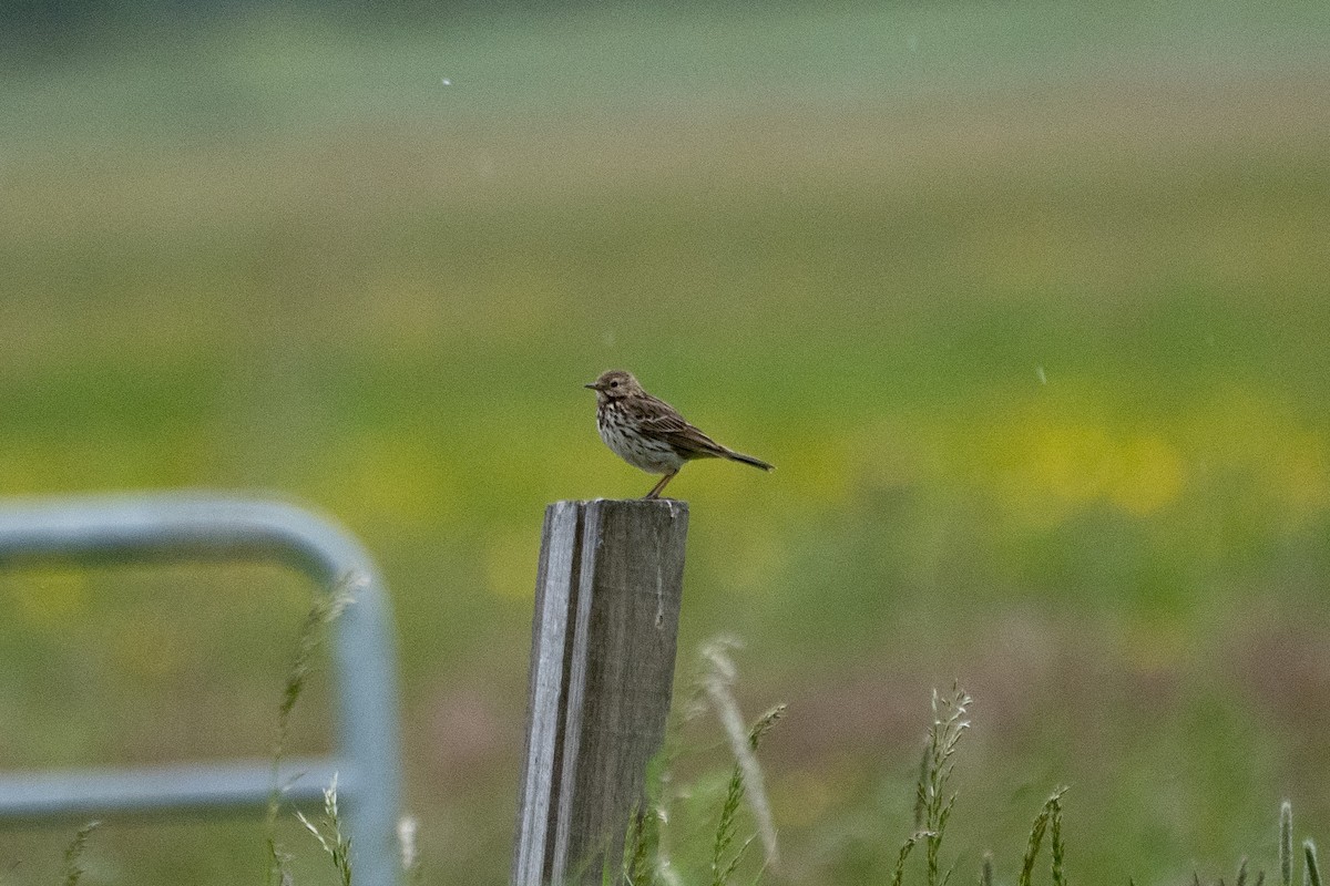Meadow Pipit - ML453510231