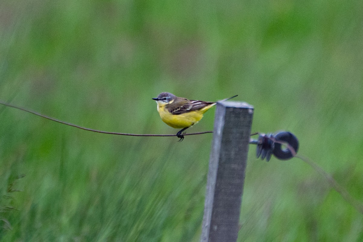 Western Yellow Wagtail - ML453510311
