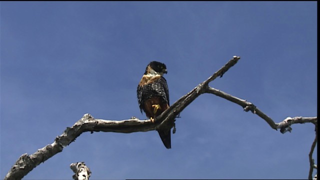 Orange-breasted Falcon - ML453511