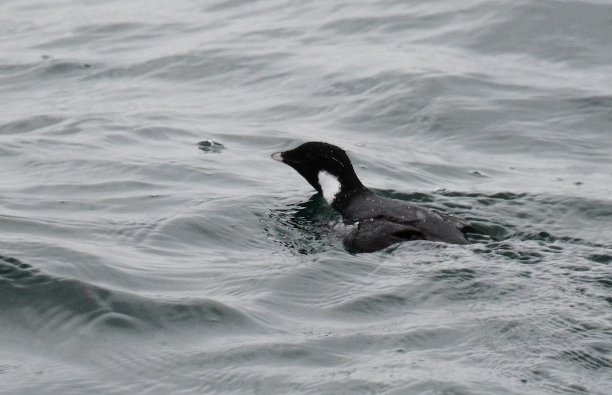 Ancient Murrelet - ML45351221