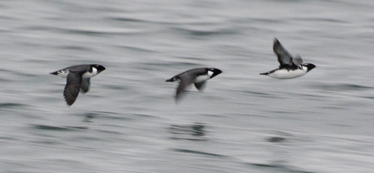 Ancient Murrelet - ML45351231