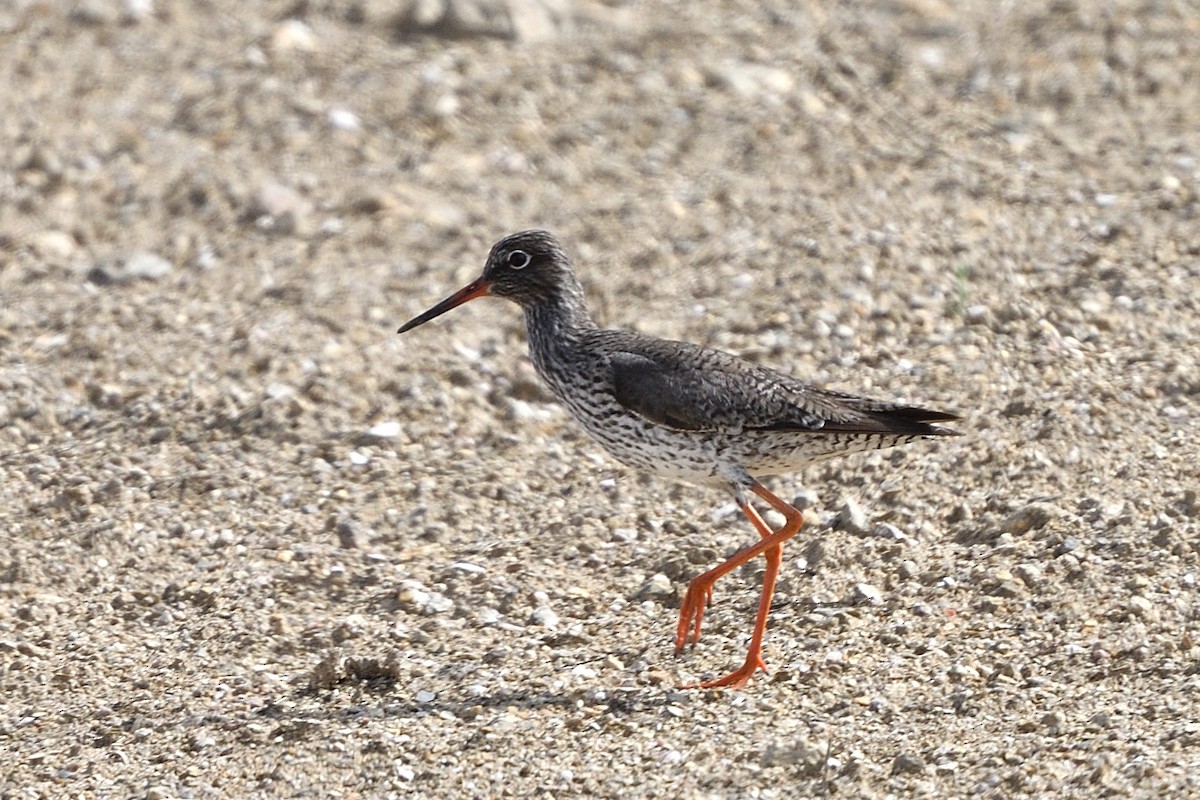 Common Redshank - ML453512361