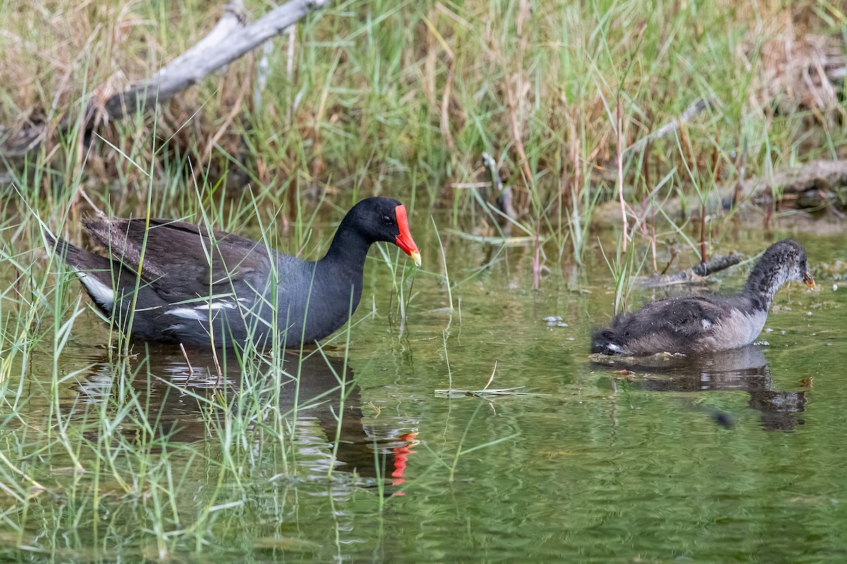 Gallinule d'Amérique - ML453512461