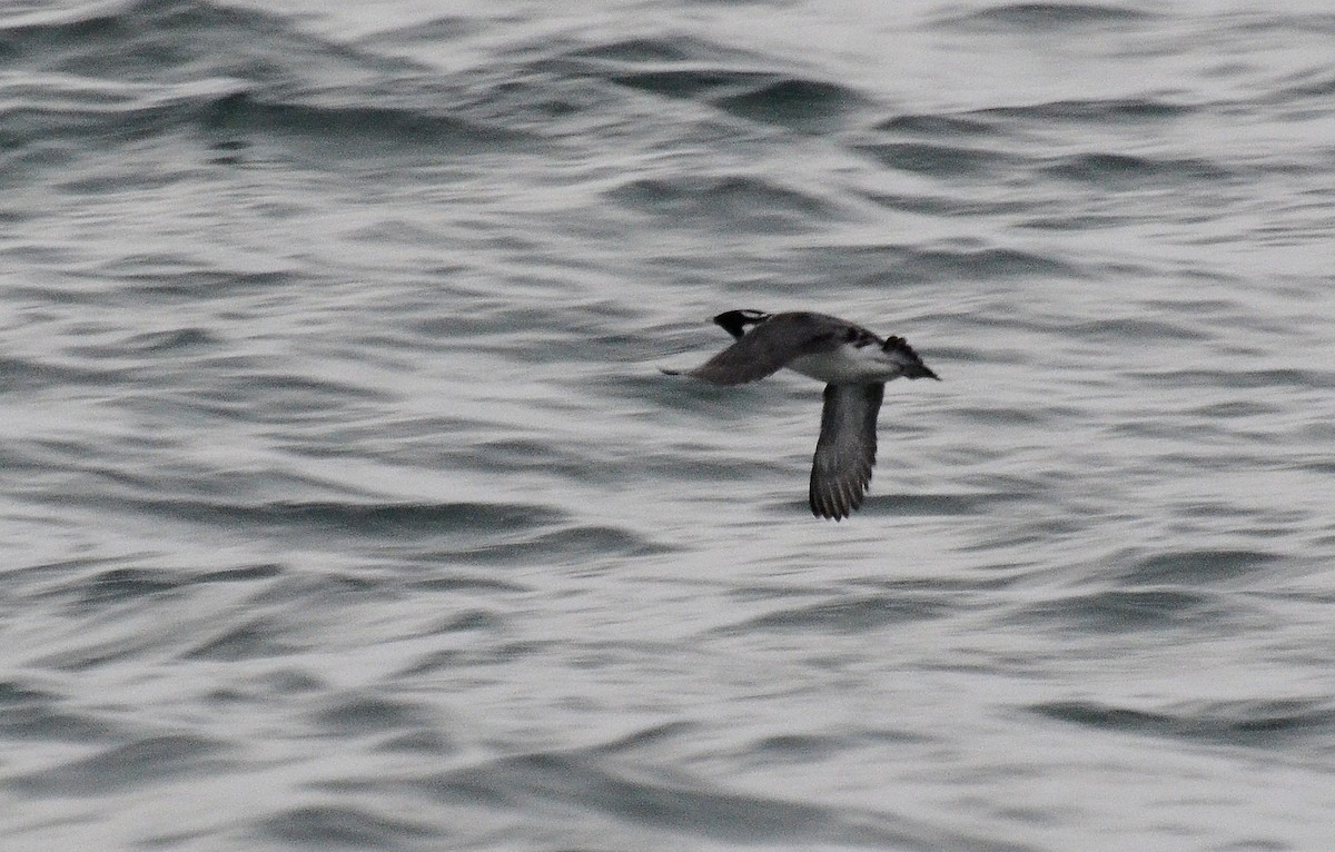 Ancient Murrelet - ML45351251