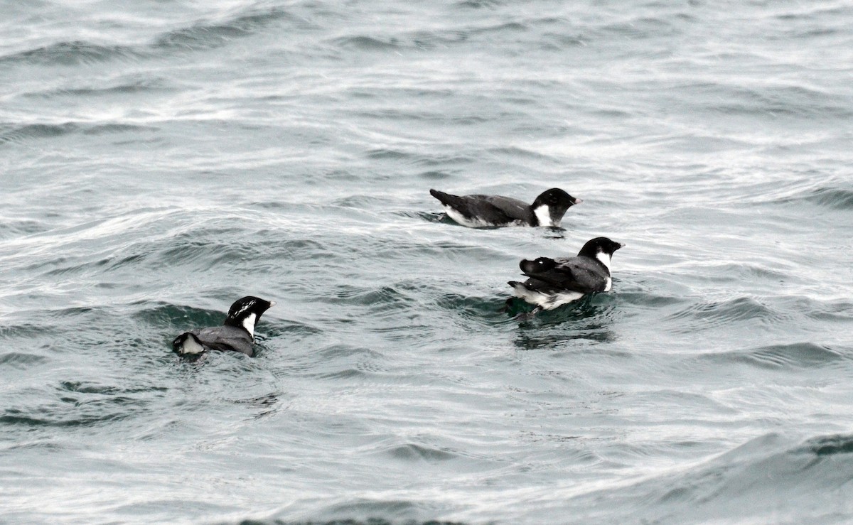 Guillemot à cou blanc - ML45351261