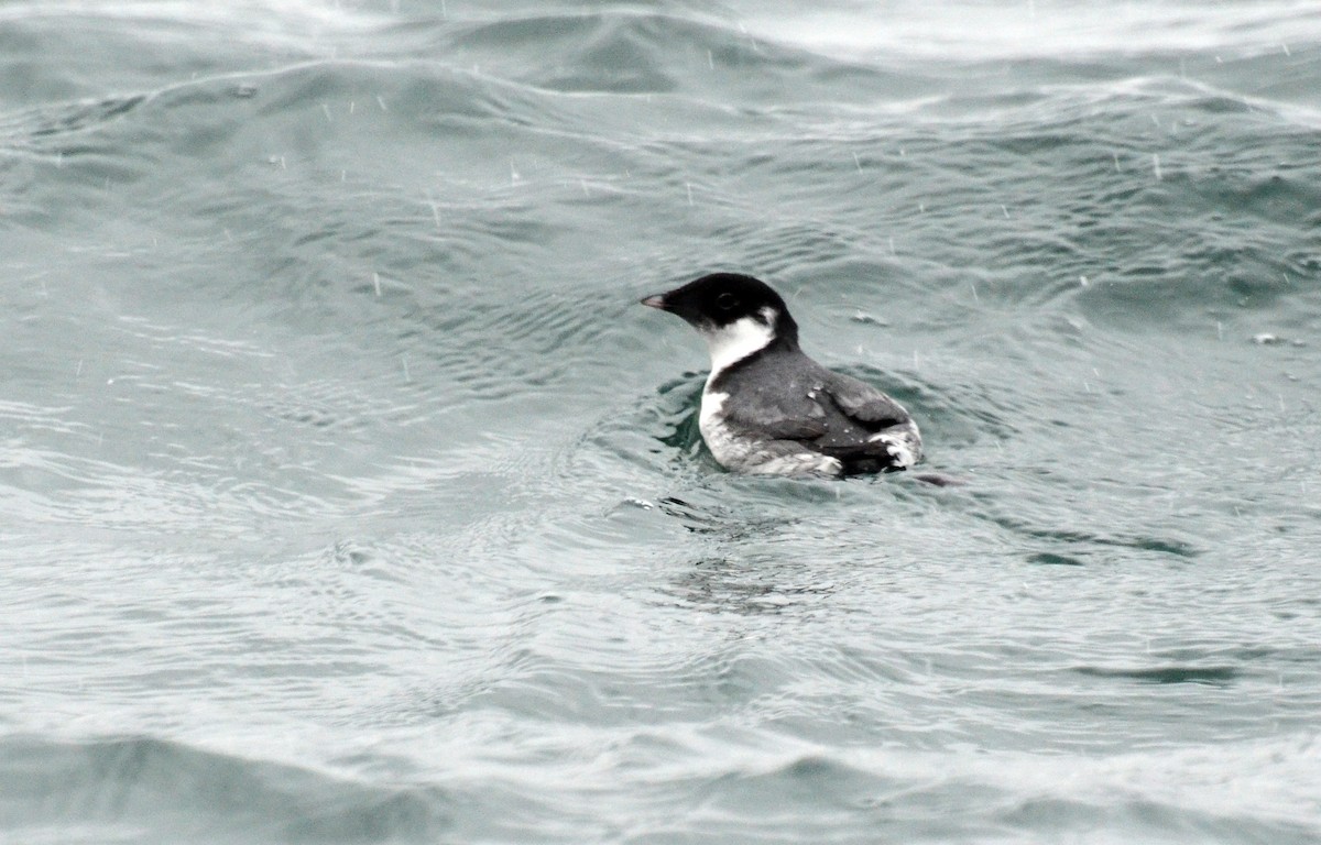 Guillemot à cou blanc - ML45351281