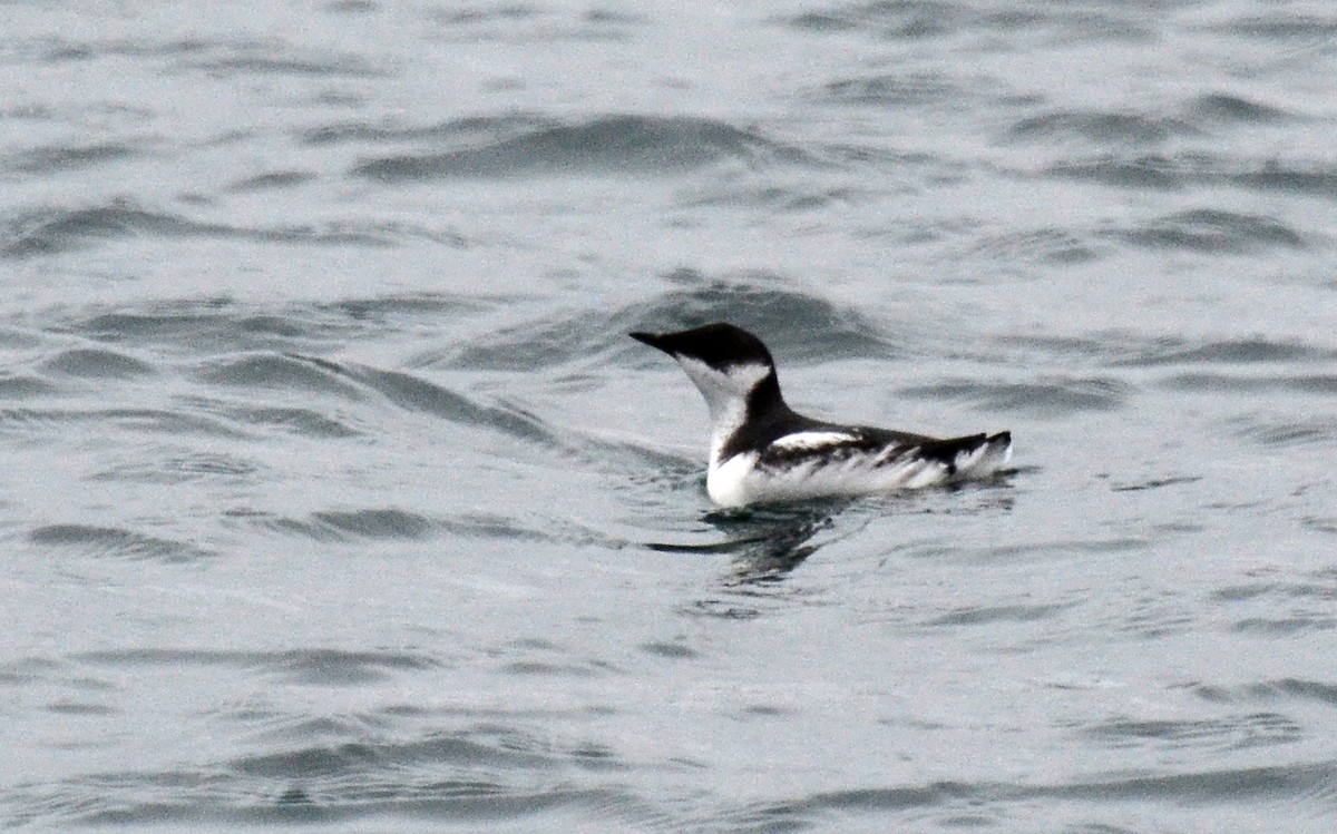 Marbled Murrelet - ML45351371