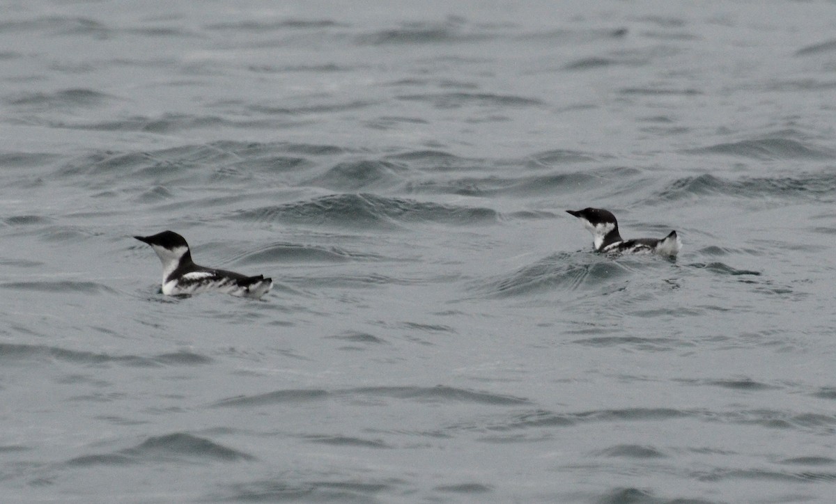 Marbled Murrelet - ML45351381