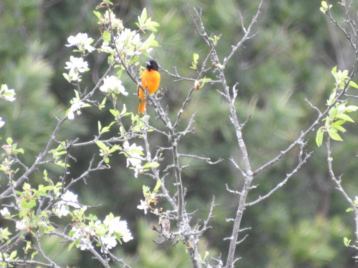 Baltimore Oriole - ML453514371