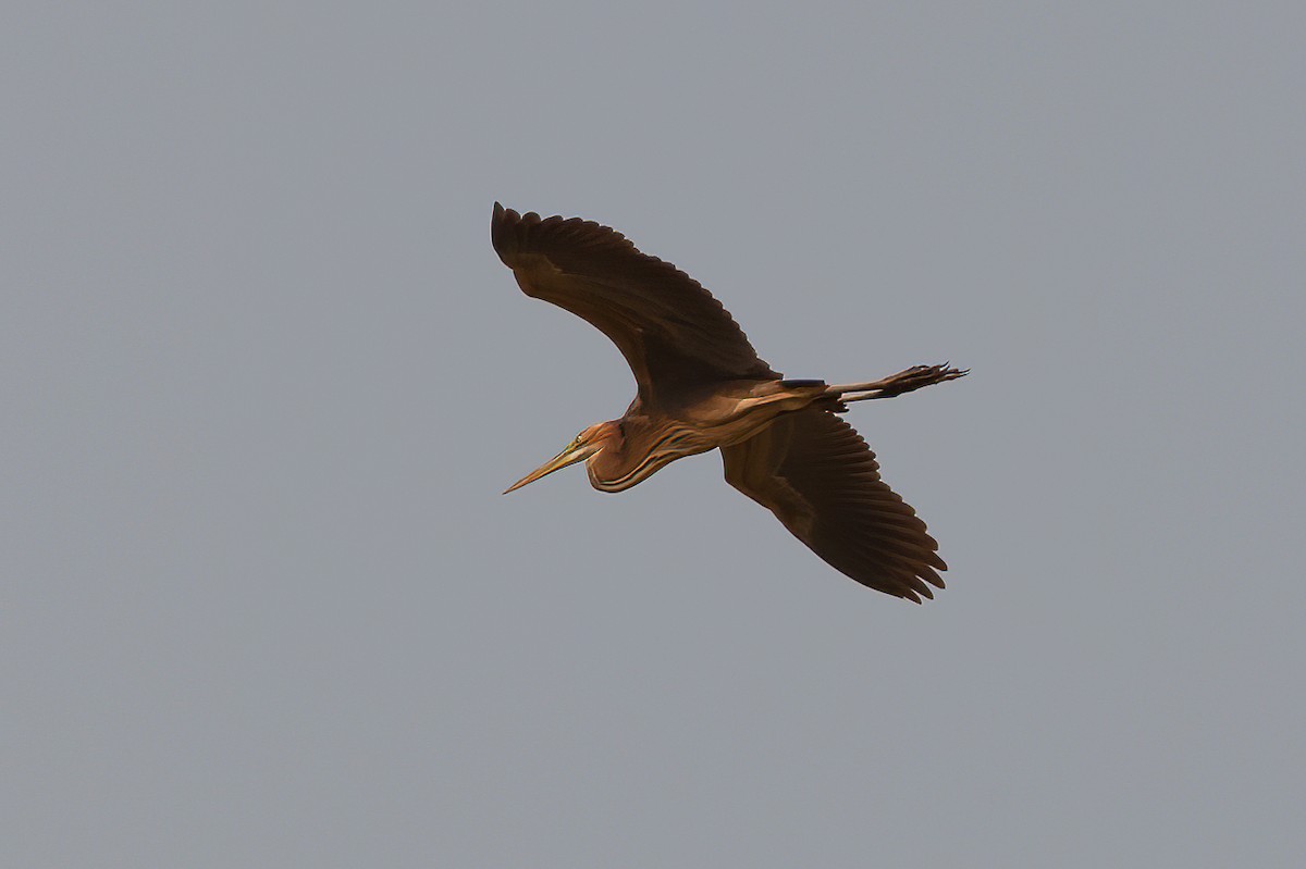 Purple Heron (Purple) - ML453514781