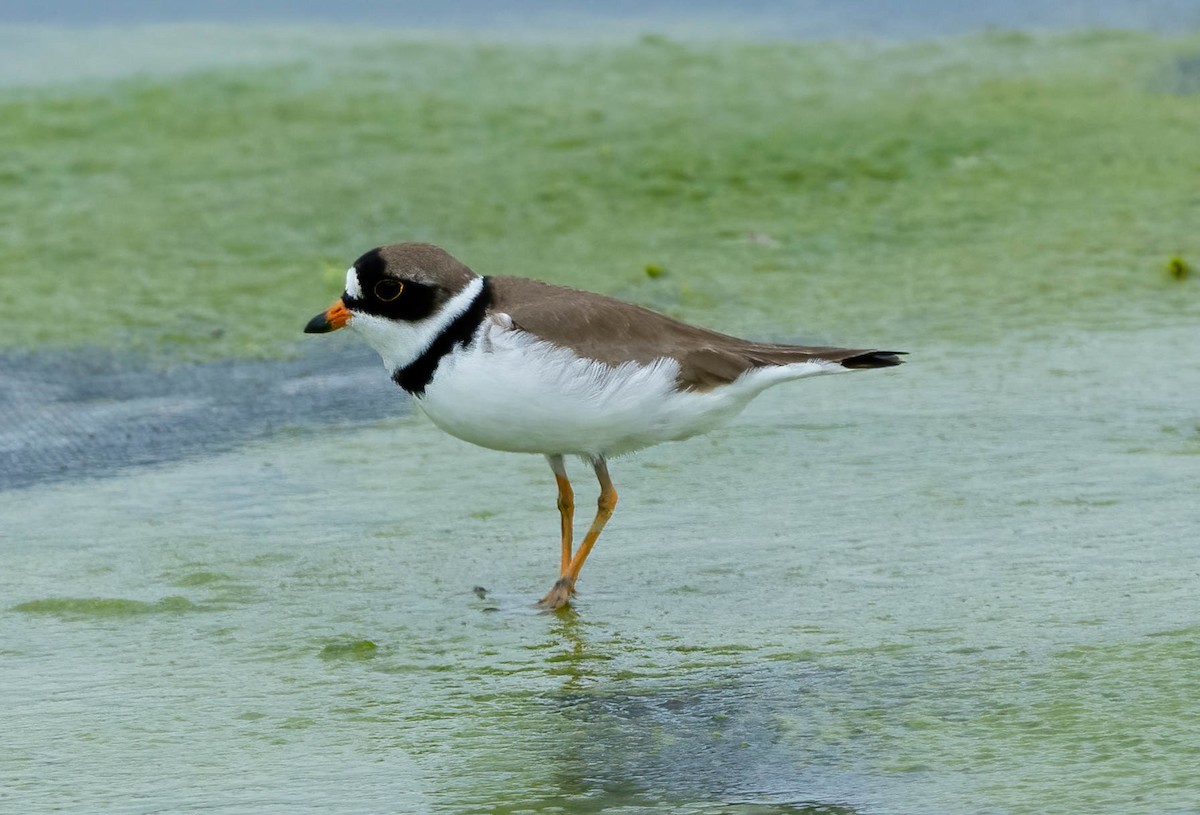 Semipalmated Plover - ML453515191