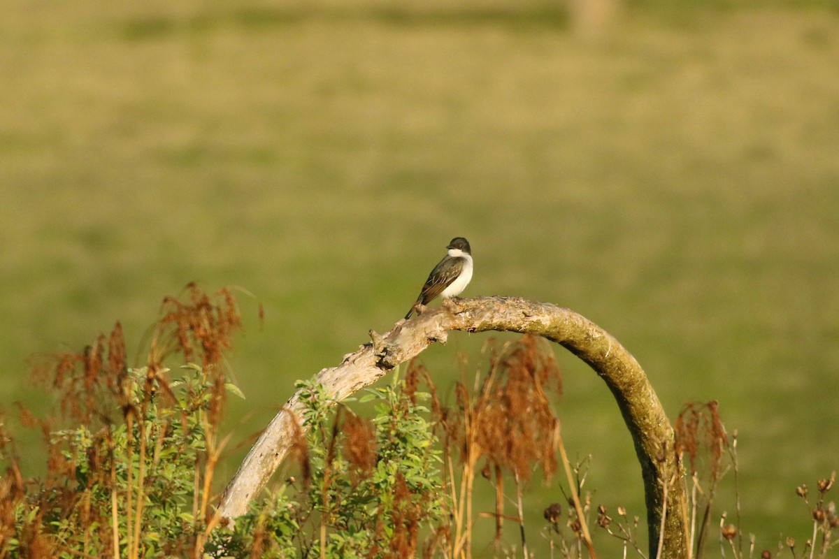 Eastern Kingbird - ML453515331