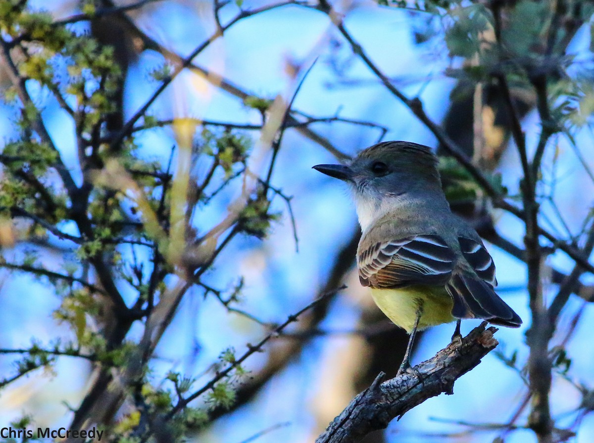 Nutting's Flycatcher - Chris McCreedy - no playbacks