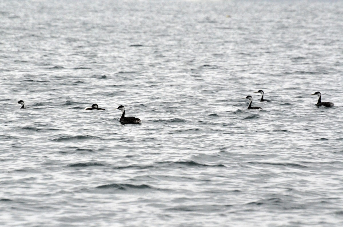 Western Grebe - ML45351721