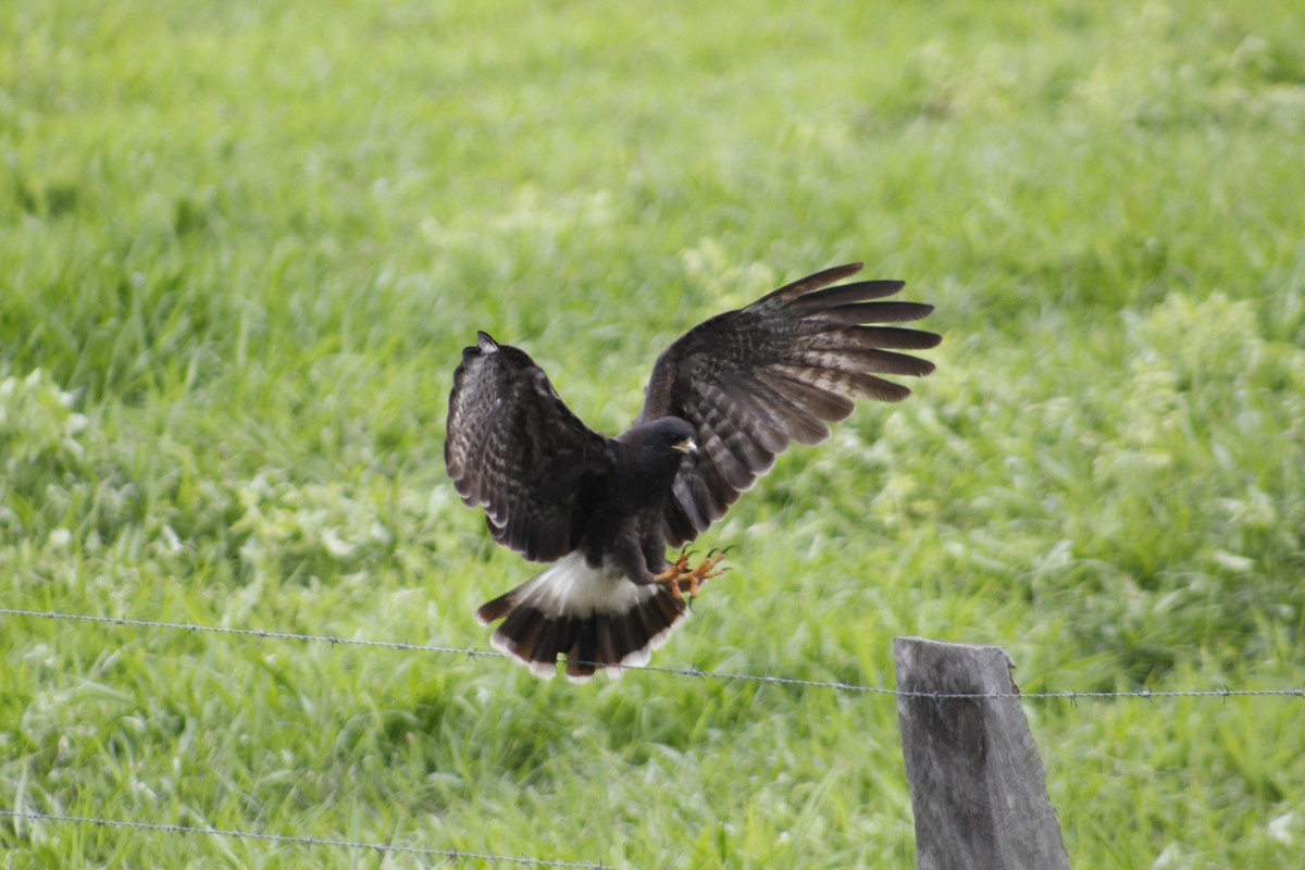 Schneckenbussard - ML453517521