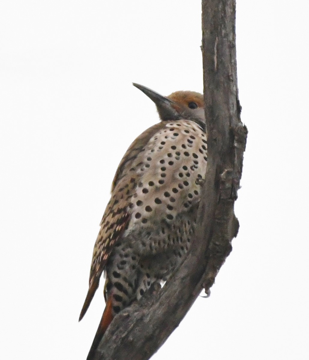 Northern Flicker (Red-shafted) - Cathryn Dippo