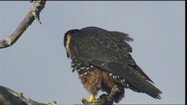 Orange-breasted Falcon - ML453518