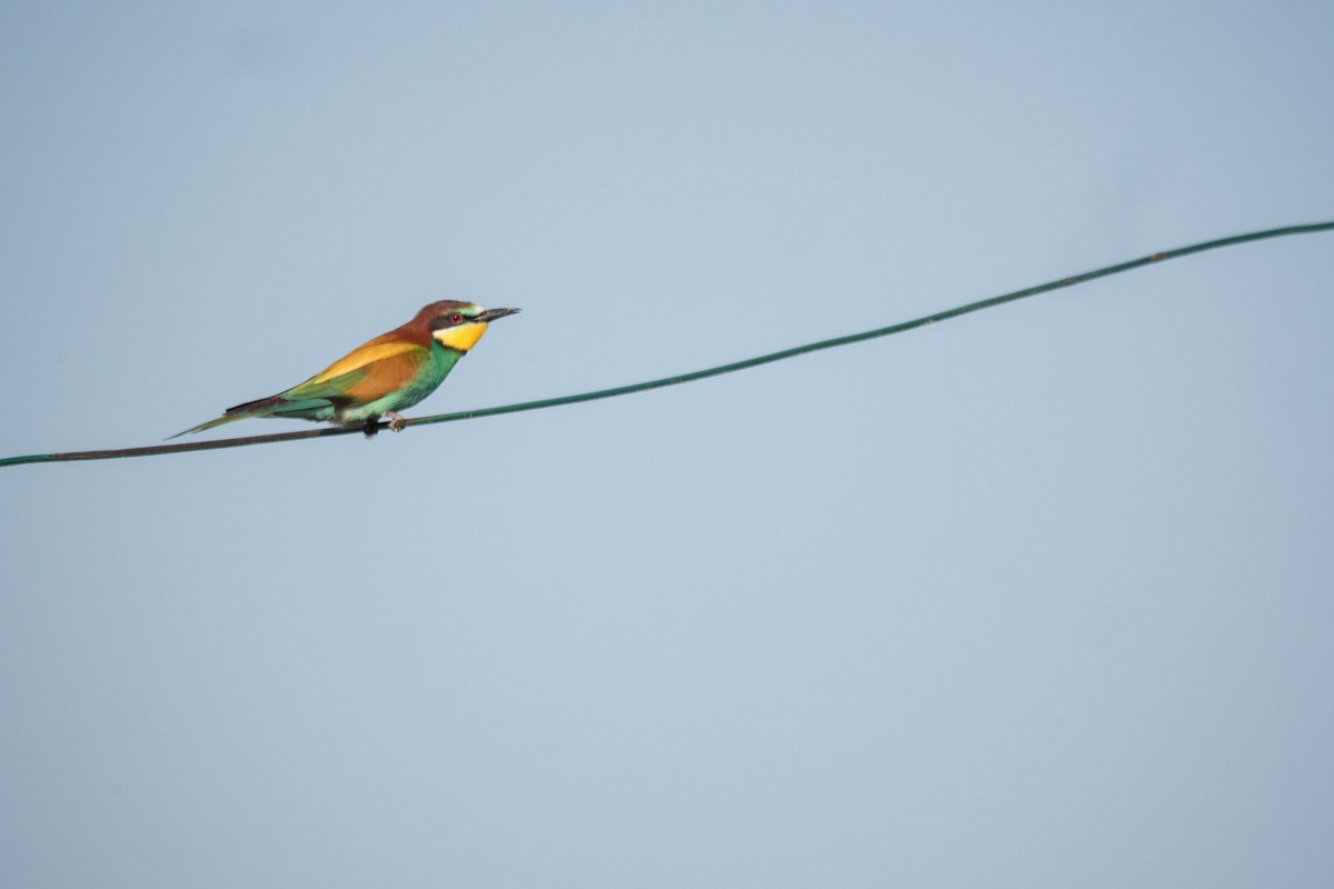 European Bee-eater - ML453518691