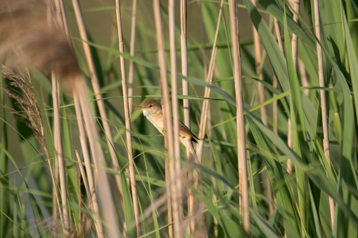 Common Reed Warbler - ML453518741
