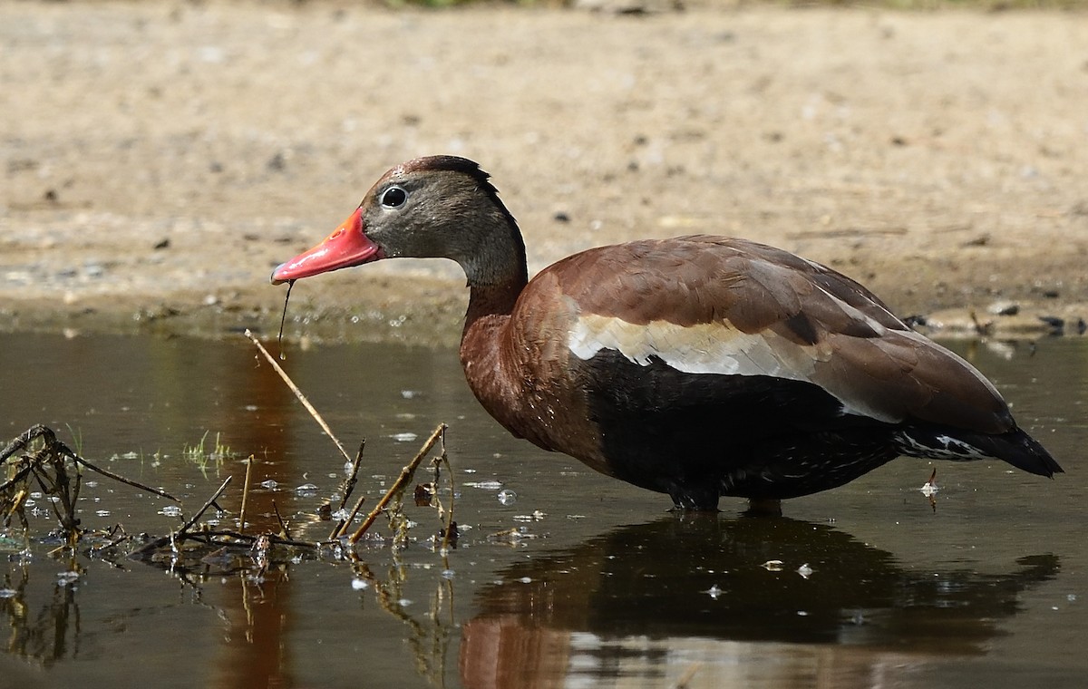 Black-bellied Whistling-Duck - ML453518921