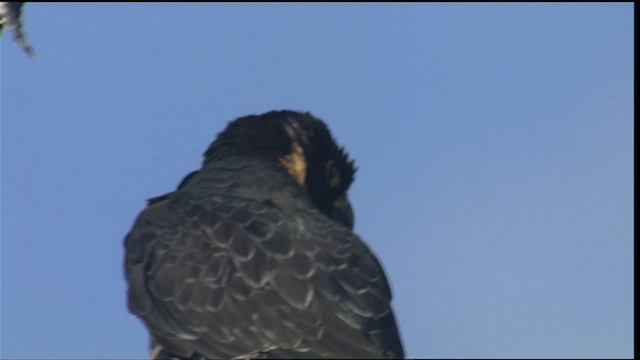 Orange-breasted Falcon - ML453519