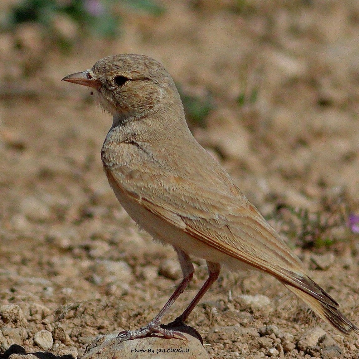 Bar-tailed Lark - ML453519001